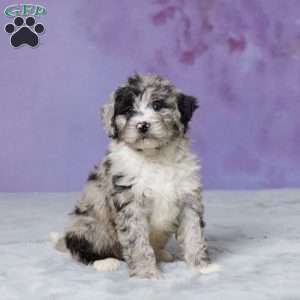 Molly, Mini Bernedoodle Puppy
